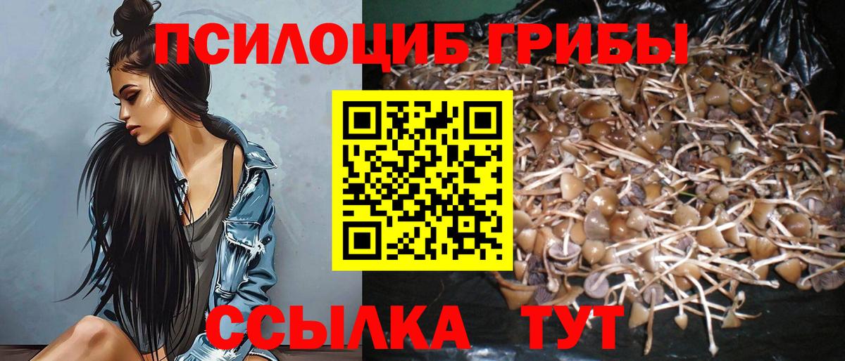 Псилоцибиновые грибы Cubensis Азнакаево